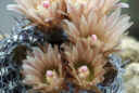 Eriosyce odieri subsp. krausii