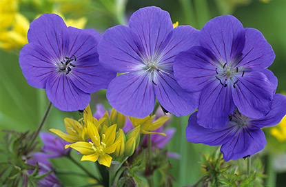 Geranium x Brookside