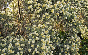 Anthyllis barba jovis, la barbe de Jupiter