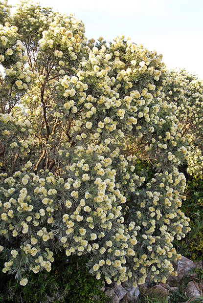 Anthyllis barba jovis, la barbe de Jupiter