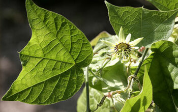 Passiflora conzattiana