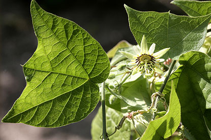 Passiflora conzattiana