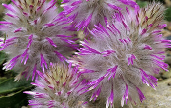 Ptilotus manglesii (Pompon)