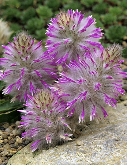 Ptilotus manglesii (Pompon)