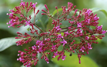 Fuchsia paniculata