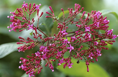 Fuchsia paniculata