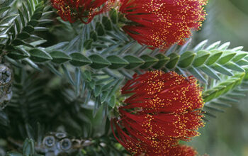 Regelia velutina