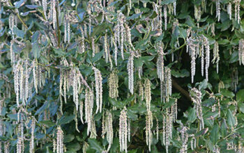 Garrya elliptica