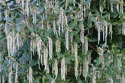 Garrya elliptica