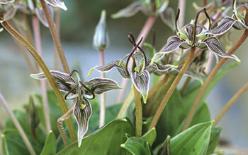 Langue de vipère de Californie (Scoliopus bigelowii)