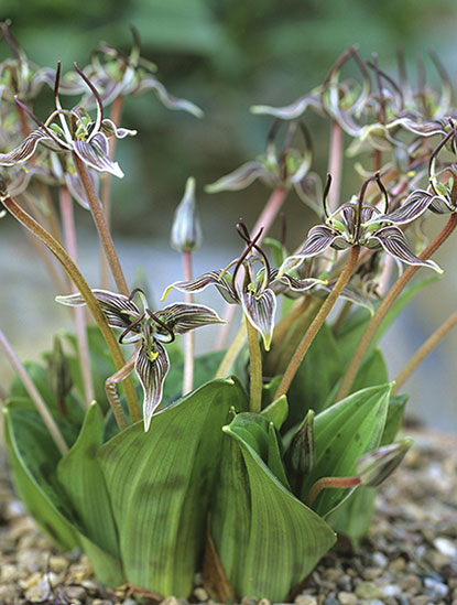 Langue de vipère de Californie (Scoliopus bigelowii)