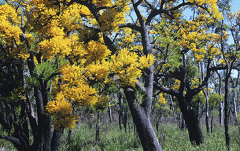 Nuytsia floribunda