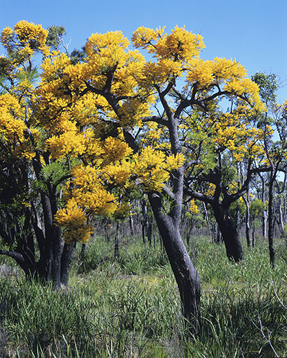 Nuytsia floribunda