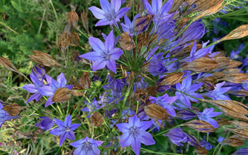 Triteleia laxa ‘Corrina’