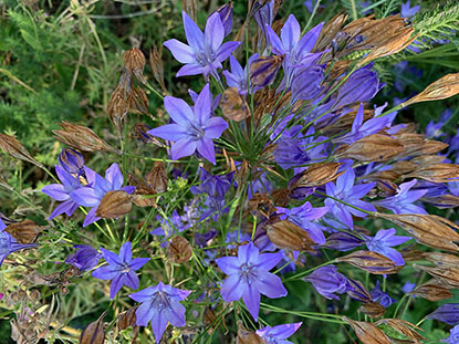 Triteleia laxa ‘Corrina’