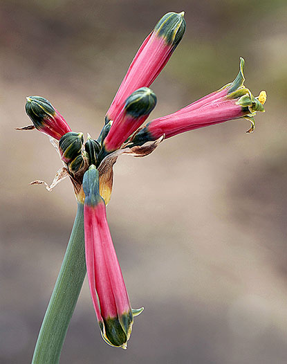 Phaedranassa carmiolii