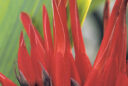 Pitcairnia corallina
