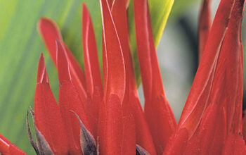 Pitcairnia corallina