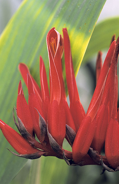 Pitcairnia corallina