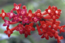 Bouvardia leiantha