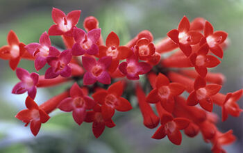 Bouvardia leiantha