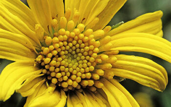 Tournesol cotonneux (Eriophyllum lanatum)
