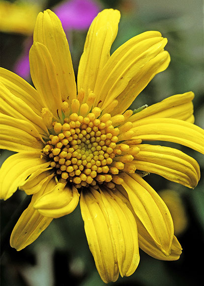 Tournesol cotonneux (Eriophyllum lanatum)