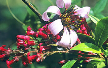 Mutisia spinosa