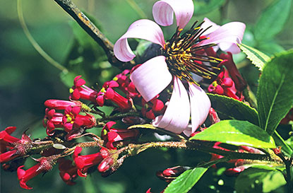 Mutisia spinosa