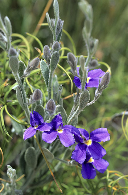 Dampiera altissima