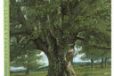 L’Arbre dans la peinture