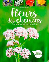 Fleurs des chemins