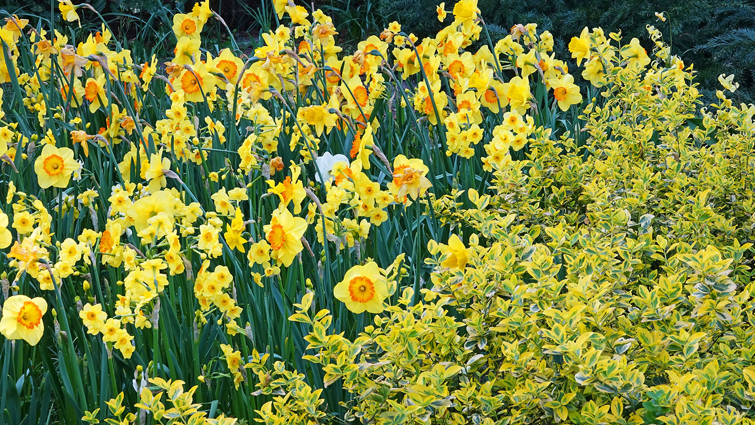 NewsJardinTV - fleurs de printemps