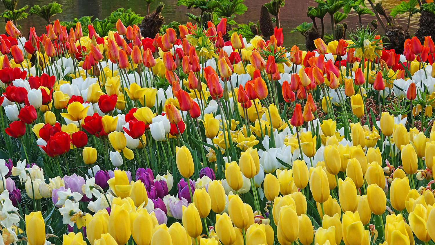 NewsJardinTV - fleurs de printemps