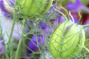 Nigella damascena