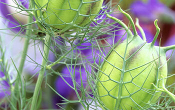 Nigella damascena