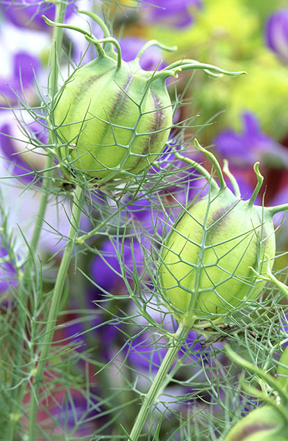 Nigella damascena