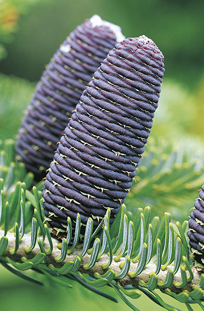 Abies koreana