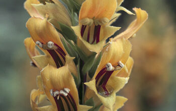 Digitalis chalcantha