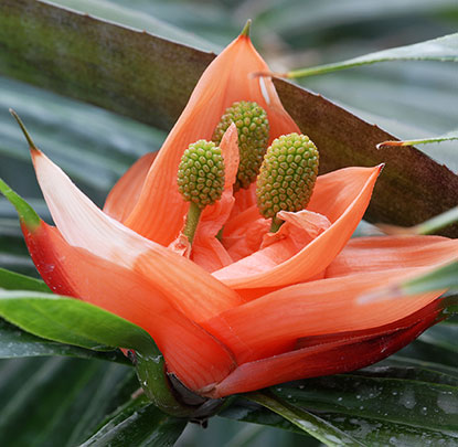 Freycinetia multiflora