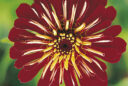 Zinnia elegans 'Sun'