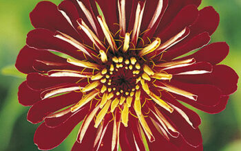 Zinnia elegans 'Sun'