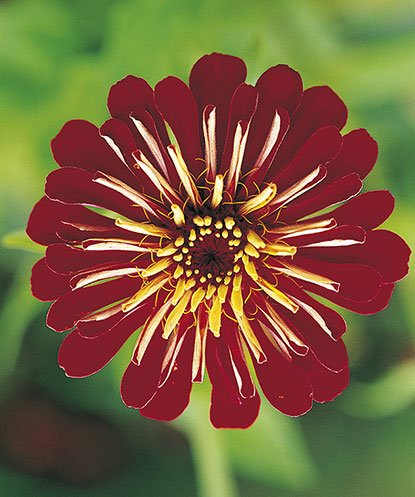 Zinnia elegans 'Sun'