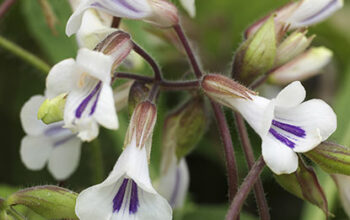 Deinostigma tamiana