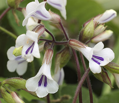 Deinostigma tamiana