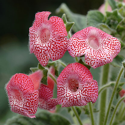 Kohleria amabilis