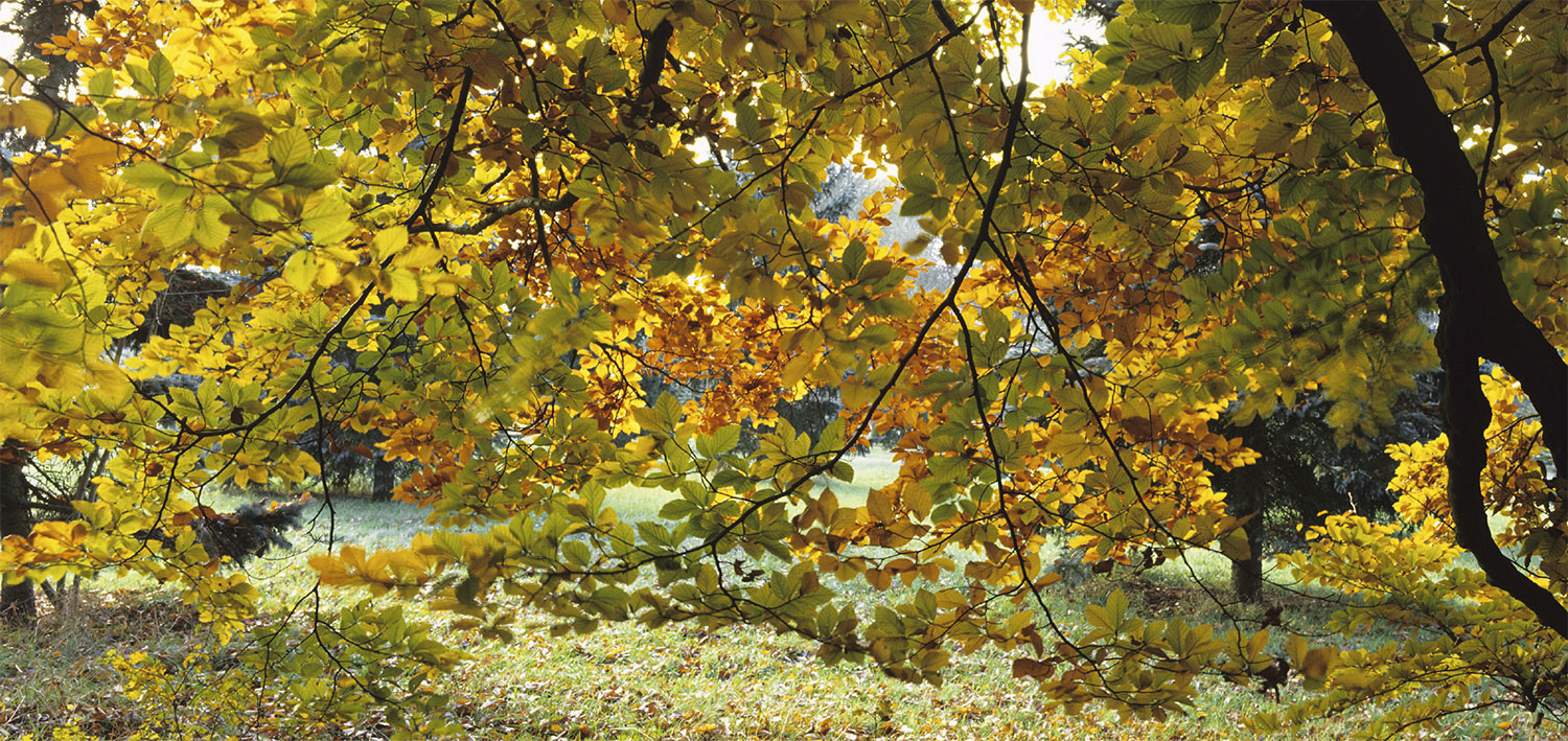 NewsJardinTV Bannière automne