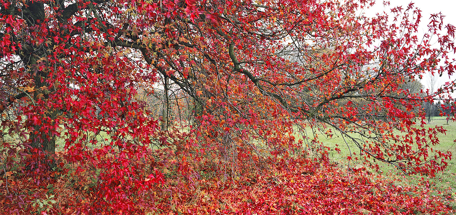 NewsJardinTV Bannière automne