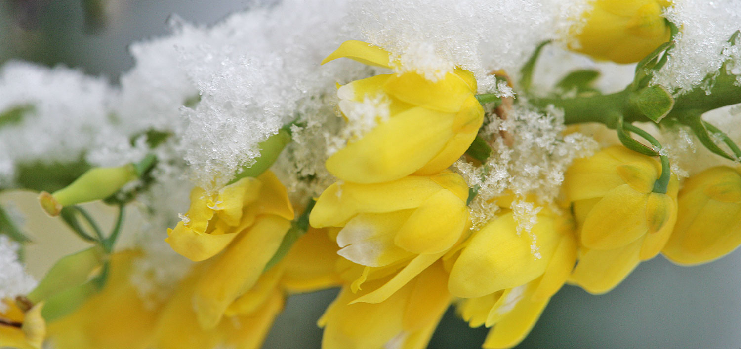 NewsJardinTV Bannière hiver