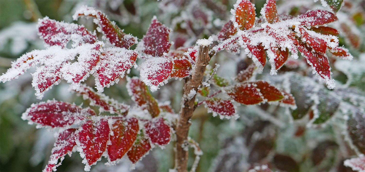 NewsJardinTV Bannière hiver